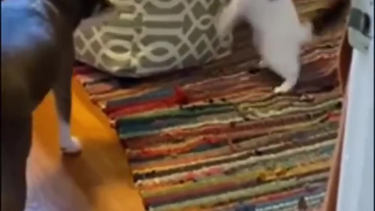 funny animals