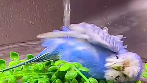 See How This Bird Turns Bath Time into a Splashing Party! #viral #funny #trending#shorts