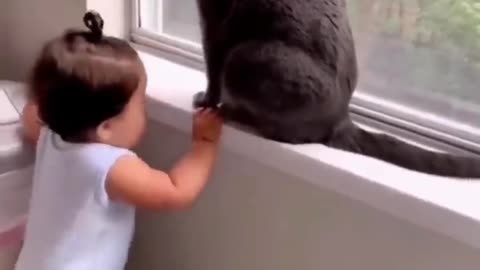 Funniest Cat and Dog video