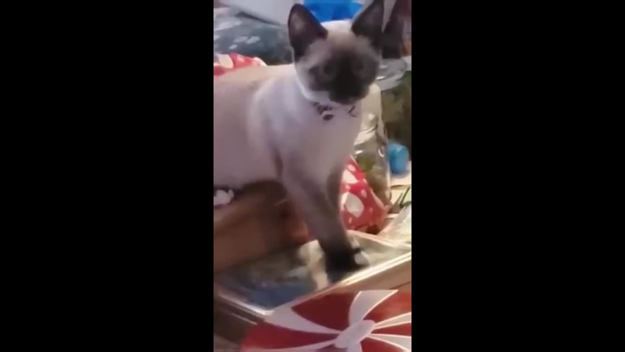 Funny Animals Videos Cats and Dogs