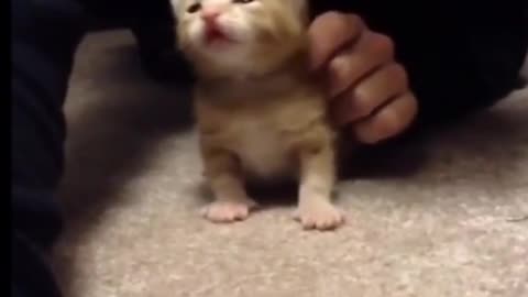 Cute kitten