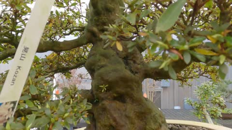 Brussel's Bonsai, Olive Branch, Mississippi