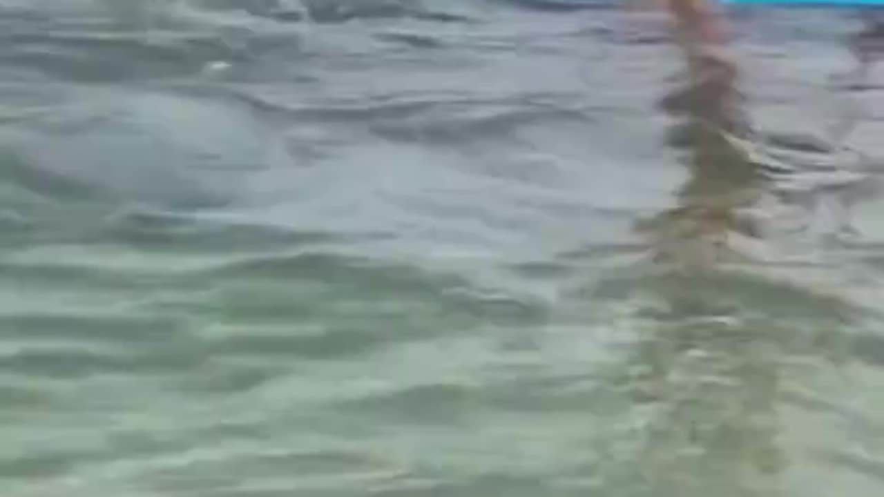 Shark Knocks Off Paddle Boarder