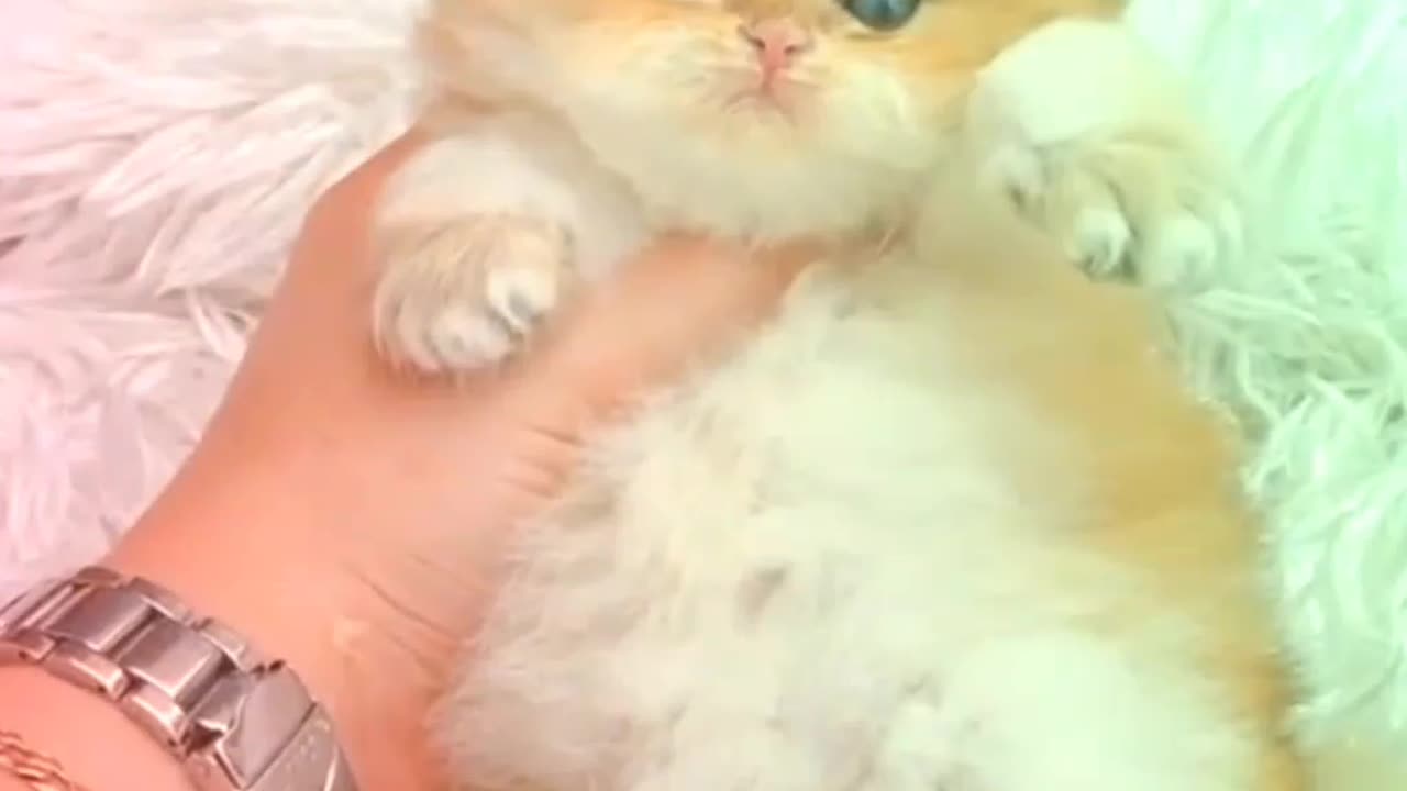 Beautiful baby cat