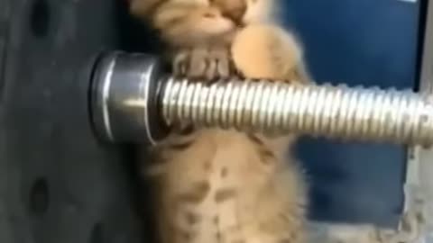 funny cat video cat meme