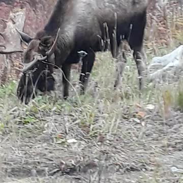 Everyday is Indigenous DAY 😁