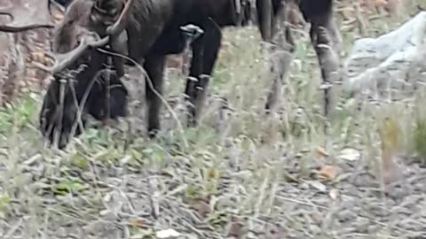 Everyday is Indigenous DAY 😁