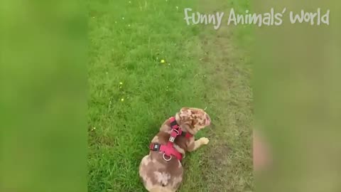 Funy Animal