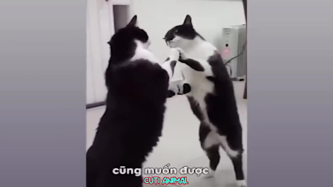 Funny cat and dog video ... #funny #cat #dog #animal