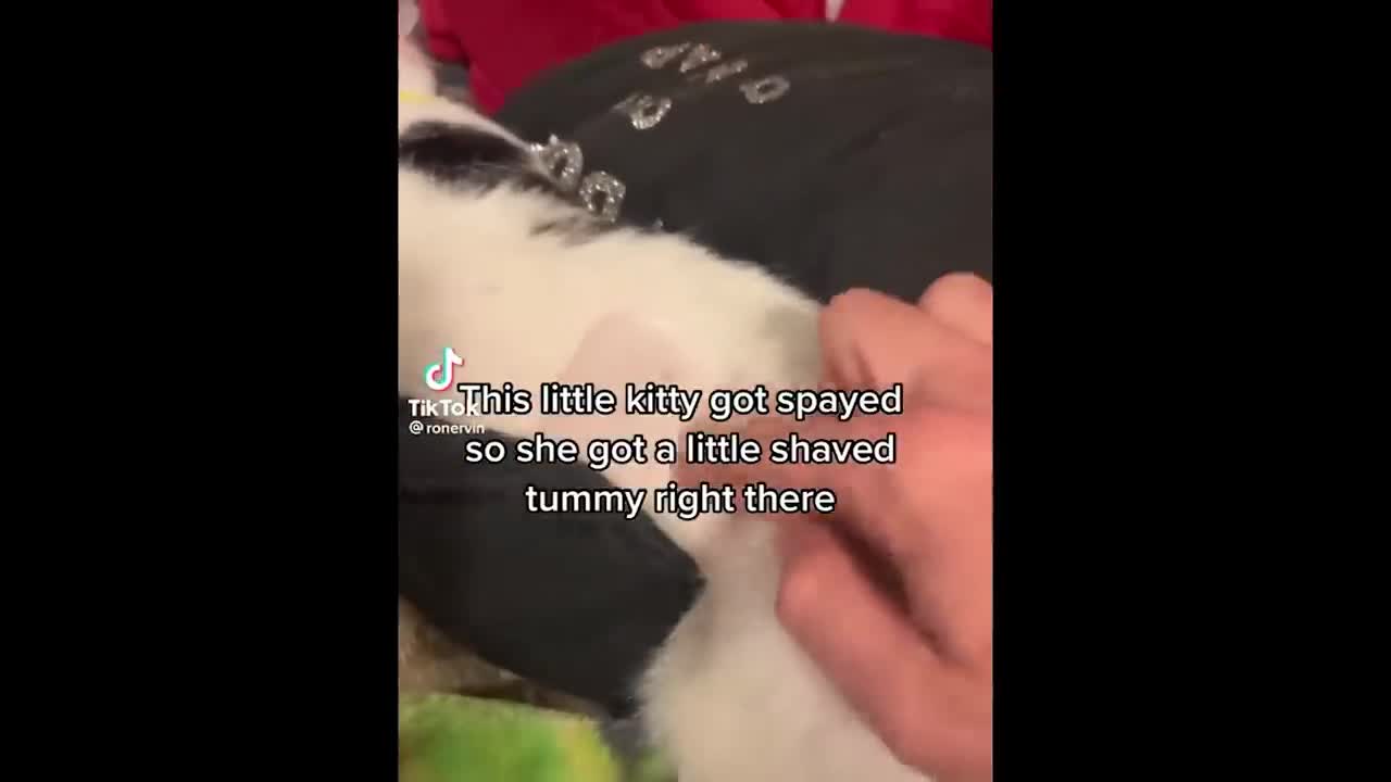 Funny Cat Video