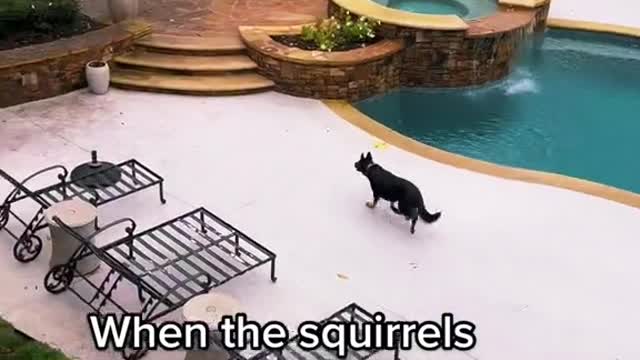 When the squirrels think it's safe to come