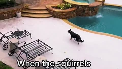 When the squirrels think it's safe to come