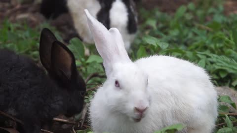 Rabbits Eating Green Plants