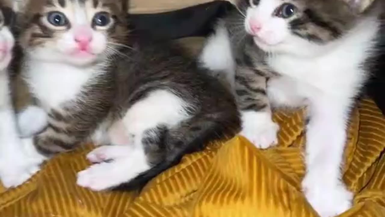 kitten.Cute Baby-Cat.Cute Cat Videos.Cat Sound meow | #shorts #cat #cats #catfunnyshorts #luca #cute