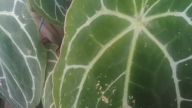 elephant ear flowers