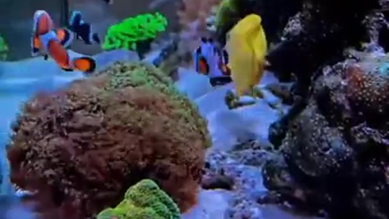 Nemo