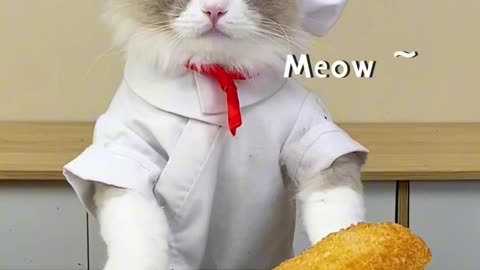 Funny ,videos, cute,cat,ct,cat, cat videos, cute cat, funny cat videos