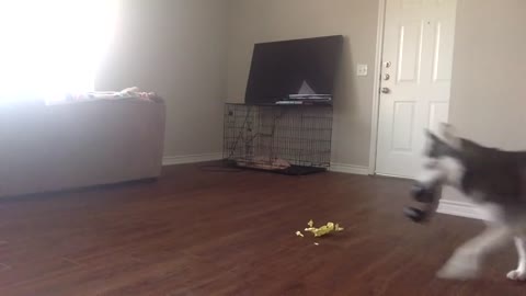 My Husky, Sequoia, Howling while Home Alone