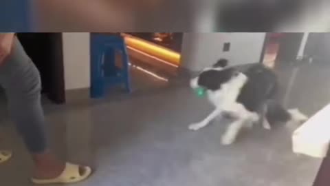 Funny animal