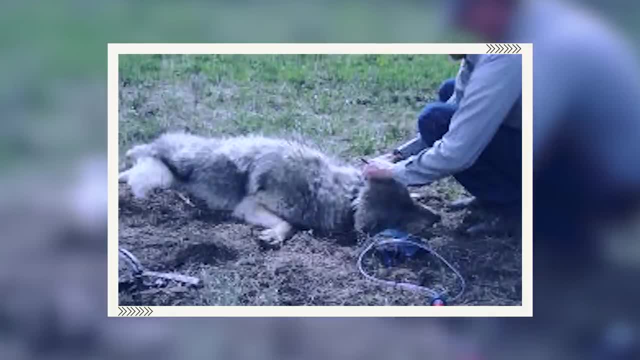 Man Saved this Wolf and her Cubs, but 4 Years later THIS happens...