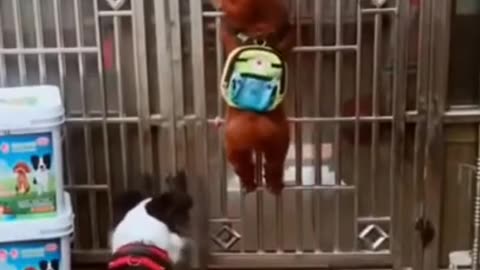 Funny animal video