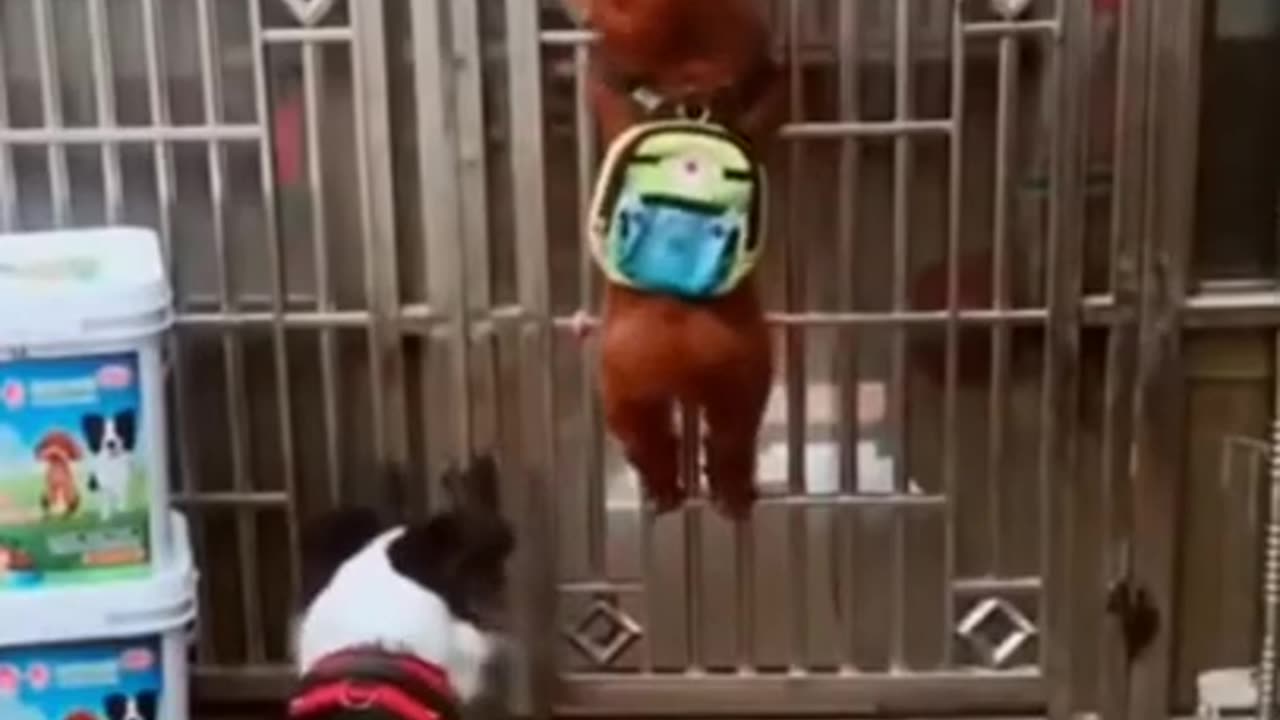 Funny animal video