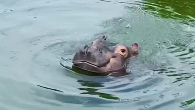 A hippopotamus