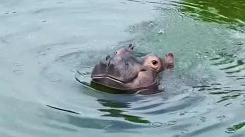 A hippopotamus