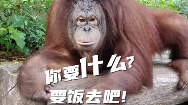 Orangutan with red hair