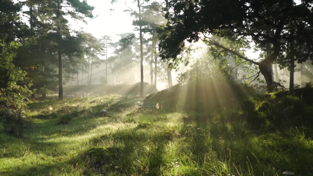 1 Hour Nature and Meditation Music | Mental Healing | Positivity