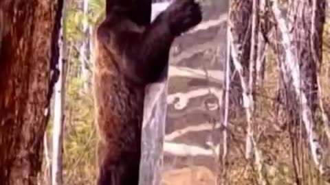 Bear dealing with the image in the reflective material