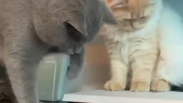 Funny cats with cd 🤣