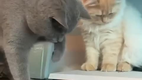 Funny cats with cd 🤣