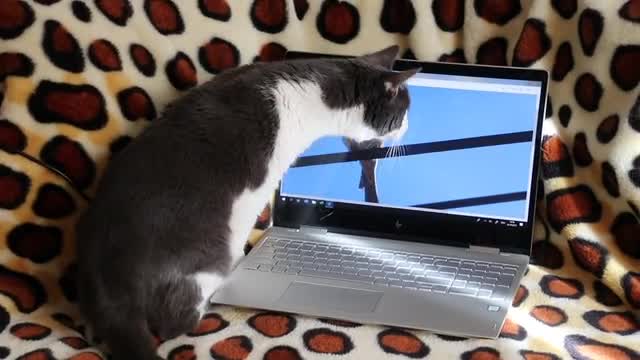 Cat Bossy uses the computer for delicious hunting