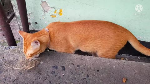 POOR STRAY CAT SHE'S HUNGRY AND EATING DRY GRASS