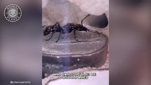 Bullet Ant - In 1 Minute! 🐜 One Of The Most Dangerous Insects In The World Animal Planet Videos