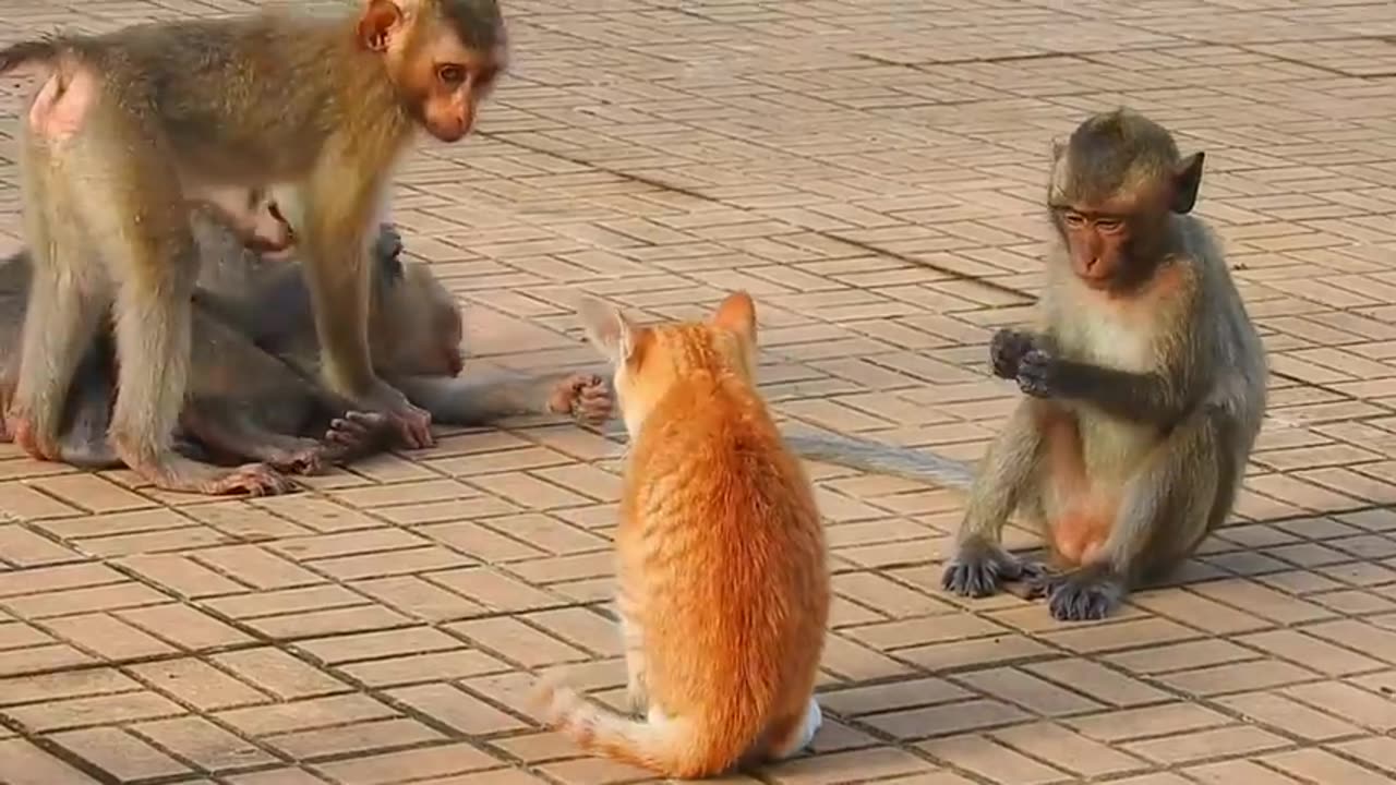 Monkey real fight for dog and kitten