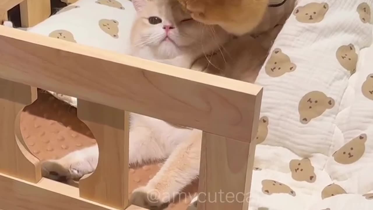 Cutty cat