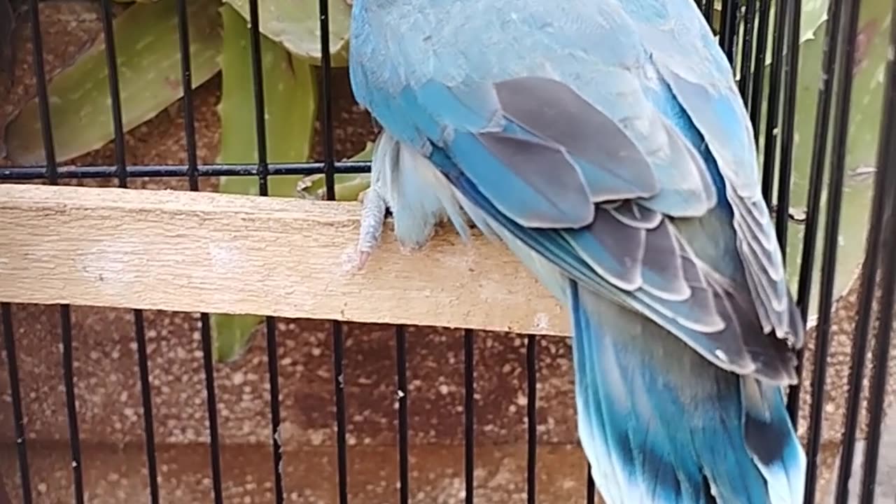 Beautiful lovebirds blue fishery ❤️