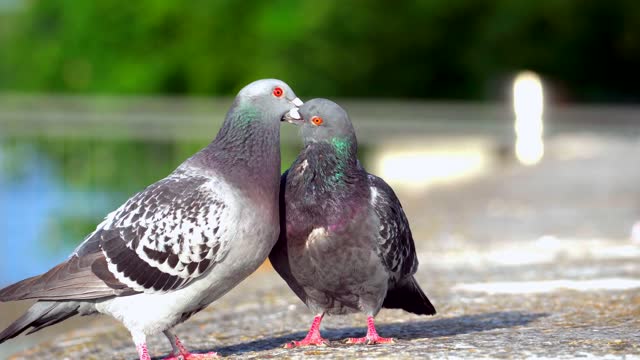 couple de pigeon