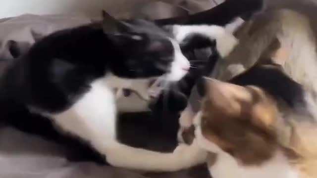 Cute animals 🐱🐶😄__#shorts #trending #woohanimals #funny #best #youtubeshorts #cats