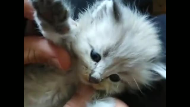 The most funny baby cat is funny moment...😺😺😺😺😍😍😍😍😘😘😘😆😆😆