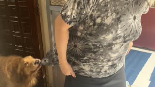 Dog Wants Mom to Stay Inside