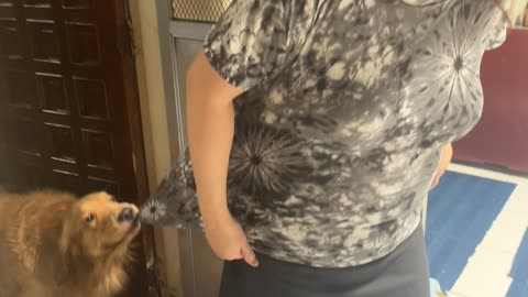 Dog Wants Mom to Stay Inside