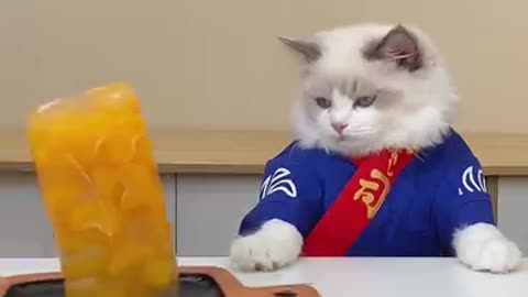 Sushi chef?Nah it's Orrange Pudding Chef!