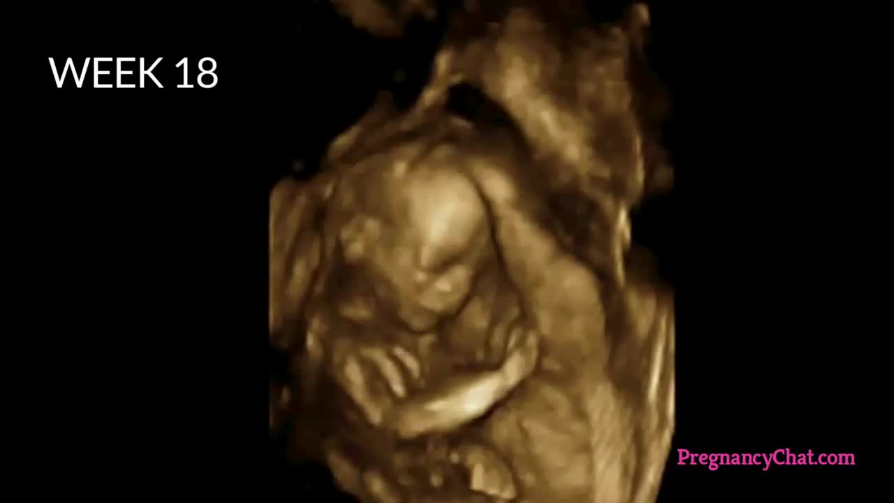 9 months in the womb _A remarkable look at this fetal