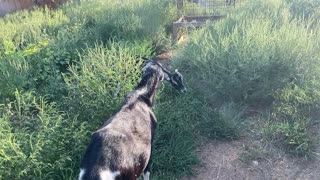 GOAT Eating Ragweed 08.2022