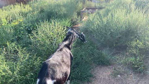 GOAT Eating Ragweed 08.2022