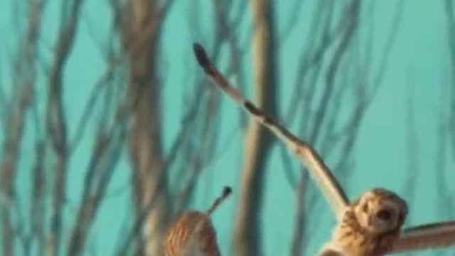 How comfortable two owls are playing in the air like this