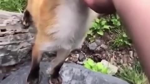 Foxes have cute reactions when petted